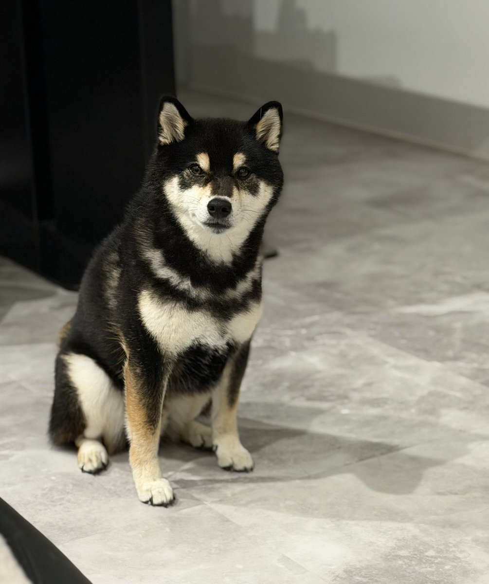 dkichi_ch's tweet photo. ごはんの時間になると「あのぉ」って顔でこちらを見てくる  #柴犬 https://t.co/sOTM7AZ2AN