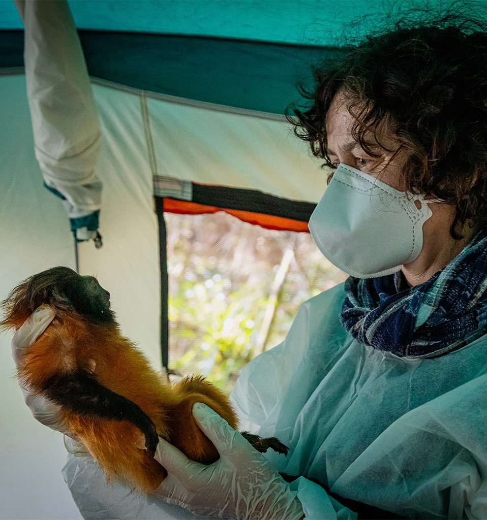 Critically endangered black-faced lion tamarins vaccinated in the wild for the first time

Conservationists in Brazil vaccinated three of the rare monkeys again