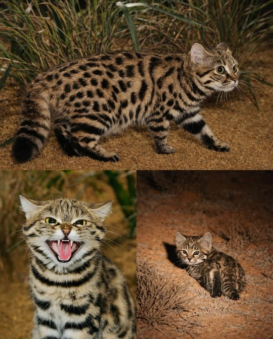 Rainmaker1973's tweet photo. Never judge a book by its cover. 

The black-footed cat has a 60% kill-rate and is one of the deadliest felines in the world, especially if you're a mouse.

[📸 Sebastian Kennerknecht] https://t.co/PowOHh8HQj