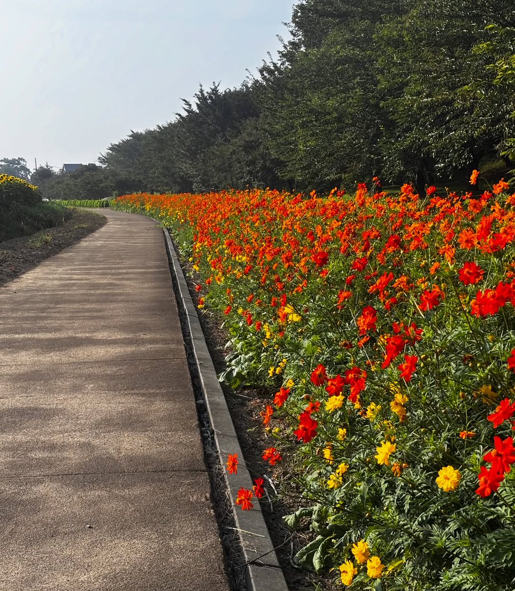 1776Bingo1976's tweet photo. 向日葵パトロール🌻✨

夏らしい景色を見に、ひまわり畑へ。
その前に塩ラーメンでしっかり腹ごしらえ🍜🤭

暑い日のラーメンも意外とおいしい♪
青空に向かって咲く向日葵に元気をもらいました☺️

後ろ姿の向日葵も可愛くてお気に入り📸

#ひまわり畑
#向日葵
#夏の思い出
#写活
#花のある風景 https://t.co/gX3gxwVkZE