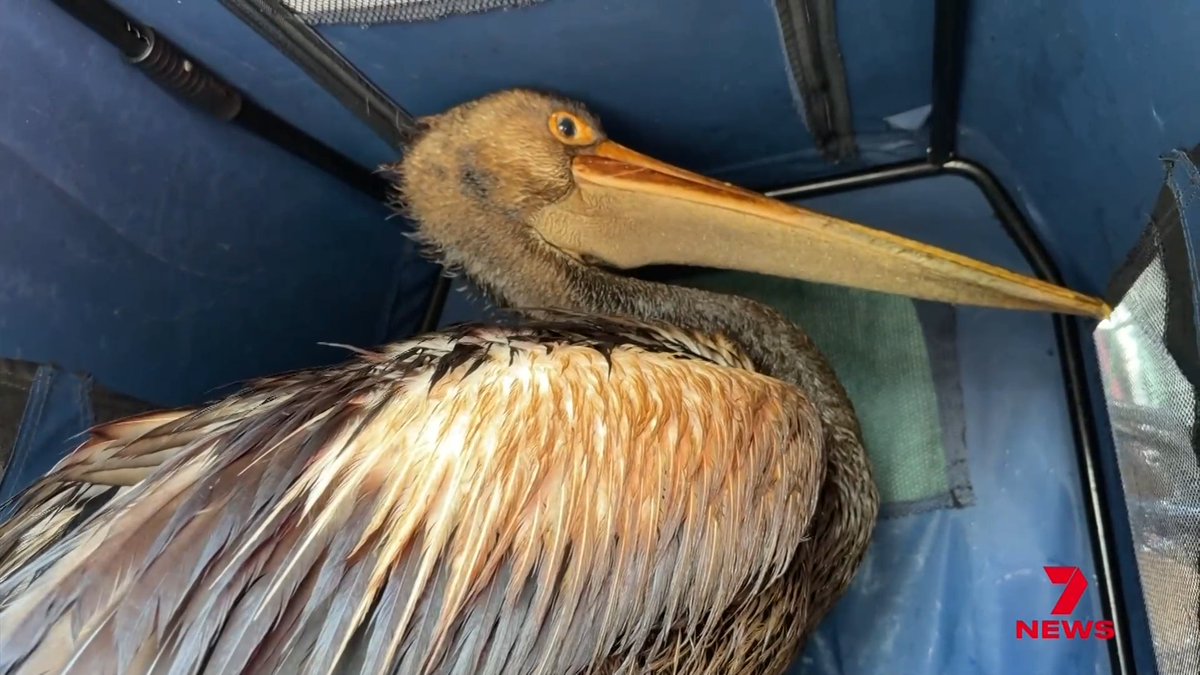 A close-up of a pelican with a long beak and fluffy brown feathers inside what appears to be a vehicle or enclosure, with a 7 News watermark in the corner.