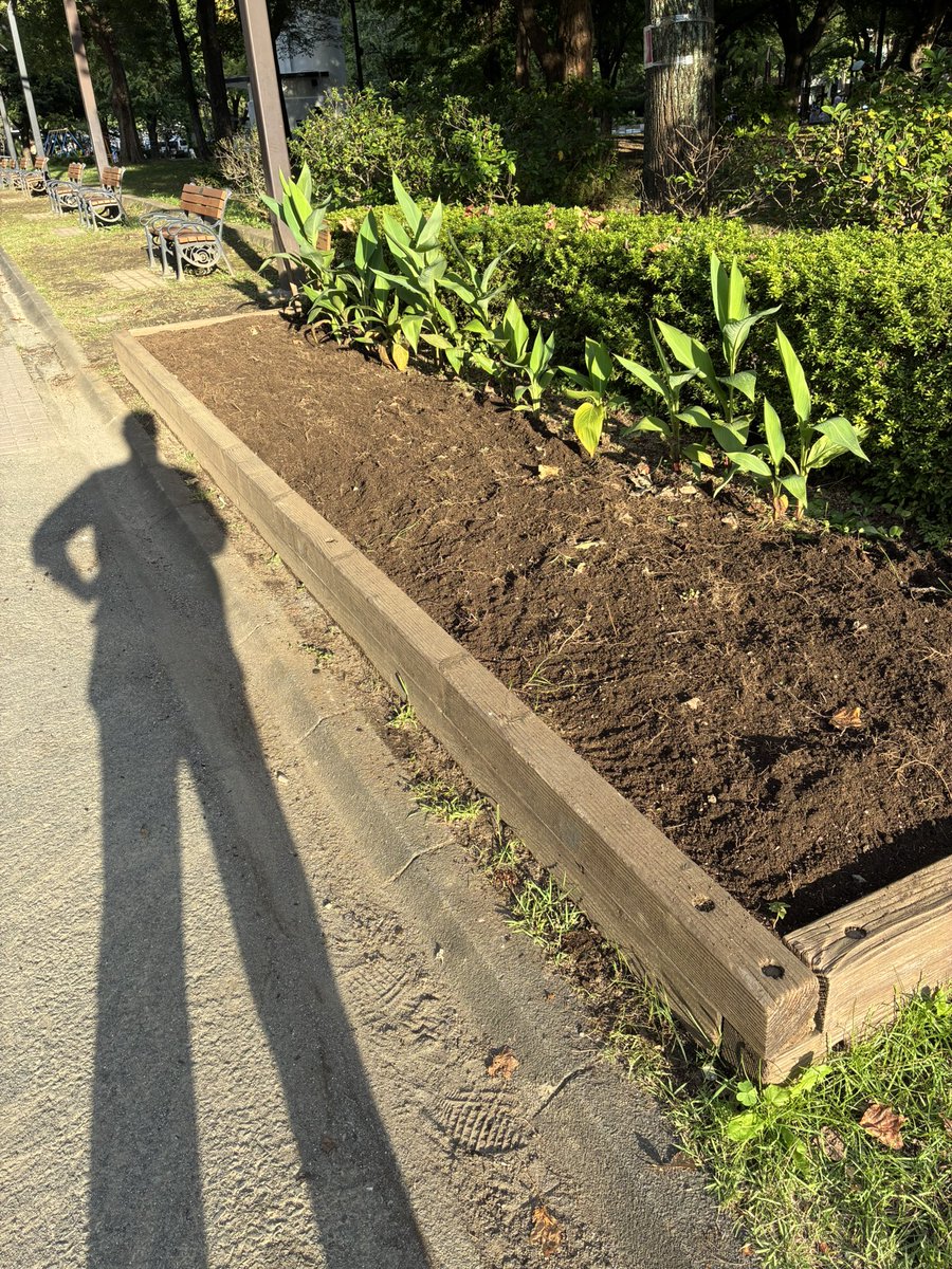 CleanupFrontier's tweet photo. Green project
芝公園4号地のひまわり花壇を整えてきました
イベントの後、花壇に行く事が出来ずにいましたが
今日の午後にひまわり花壇を撤収してきました
その後スコップで土を掘り起こして整えてきました
朝顔は次回です
18日日9時から花植えを植えていきます
お近くの方は是非ご参加下さい https://t.co/PaQlOX9U6i