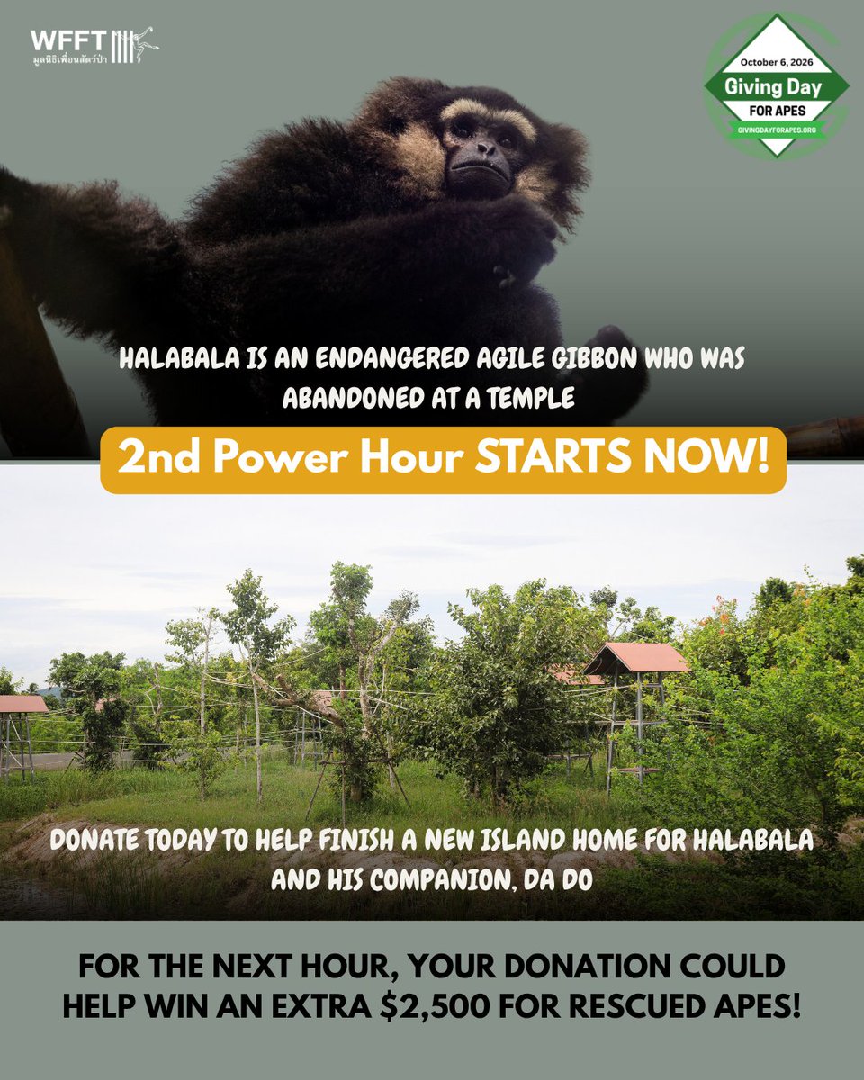WFFThailand's tweet photo. The second & final Power Hour of #GivingDayforApes is NOW! Donate here 👉 https://t.co/HAQNVyrZBQ
The organisation that raises the most during this Power Hour will win the prize!
Donations from the US are tax-deductible.
To everyone who has already donated - thank you!💚 https://t.co/ucN0Gho7AC
