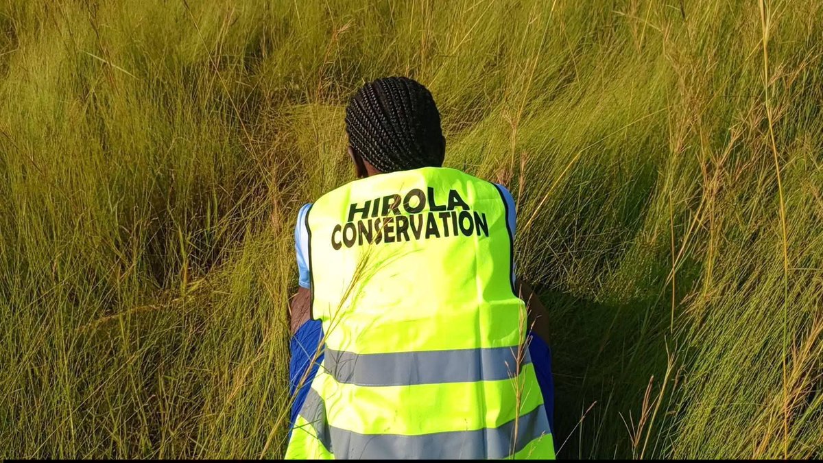 OrengoJd's tweet photo. #SaveTheHirola SAVING THE HIROLA; PROTECTING THE GRASS THAT SUSTAINS HER EXISTENCE.
Every year, Kenya loses significant portions of her grasslands to human activities such as farming, construction and other forms of land-use change, as well as wildfires and prolonged drought. https://t.co/VUj9cuYnQk