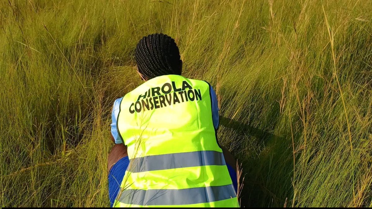 OrengoJd's tweet photo. #SaveTheHirola SAVING THE HIROLA; PROTECTING THE GRASS THAT SUSTAINS HER EXISTENCE.
Every year, Kenya loses significant portions of her grasslands to human activities such as farming, construction and other forms of land-use change, as well as wildfires and prolonged drought. https://t.co/VUj9cuYnQk
