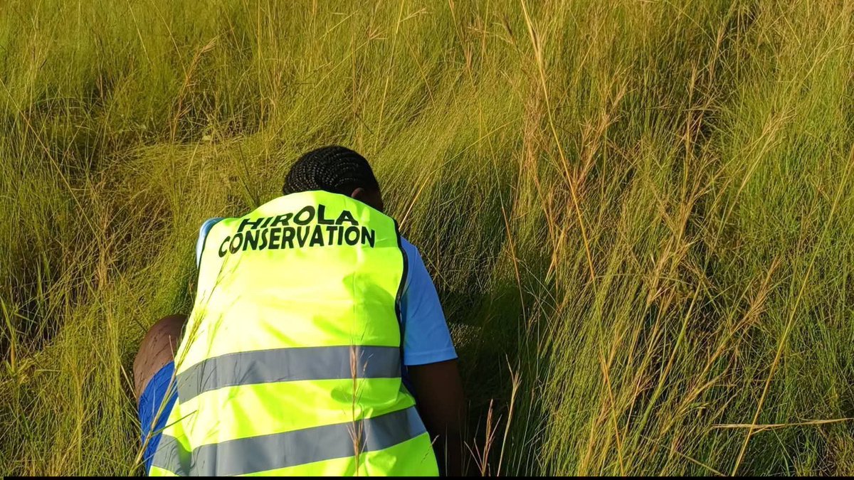 OrengoJd's tweet photo. #SaveTheHirola SAVING THE HIROLA; PROTECTING THE GRASS THAT SUSTAINS HER EXISTENCE.
Every year, Kenya loses significant portions of her grasslands to human activities such as farming, construction and other forms of land-use change, as well as wildfires and prolonged drought. https://t.co/VUj9cuYnQk