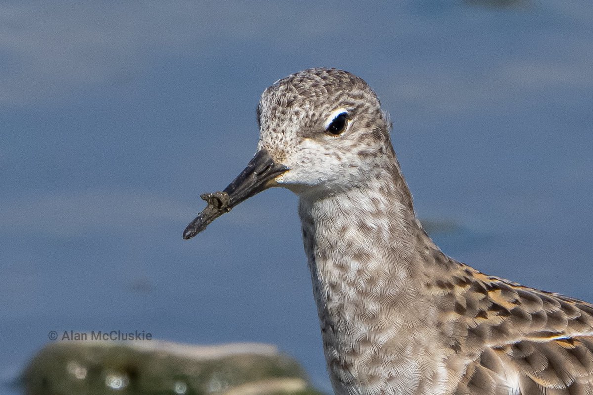 AlanMcCluskie's tweet photo. #ruff @WWTSlimbridge #waders @waderquest @rawbirds https://t.co/OAyuFziAq8