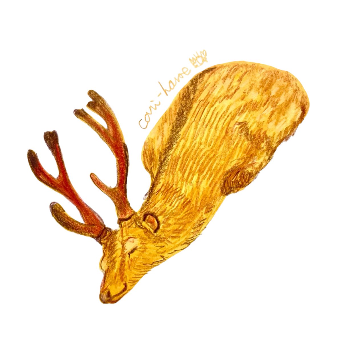 cani_house's tweet photo. #すやぴー

#スケッチ　#イラスト　#アナログイラ��ト　#illustration  #art  #色鉛筆　#毎日投稿　#ニホンジカ　#鹿　#ツノ　#deer  #南は小さく　#北は大きい https://t.co/d9OM2wekAn