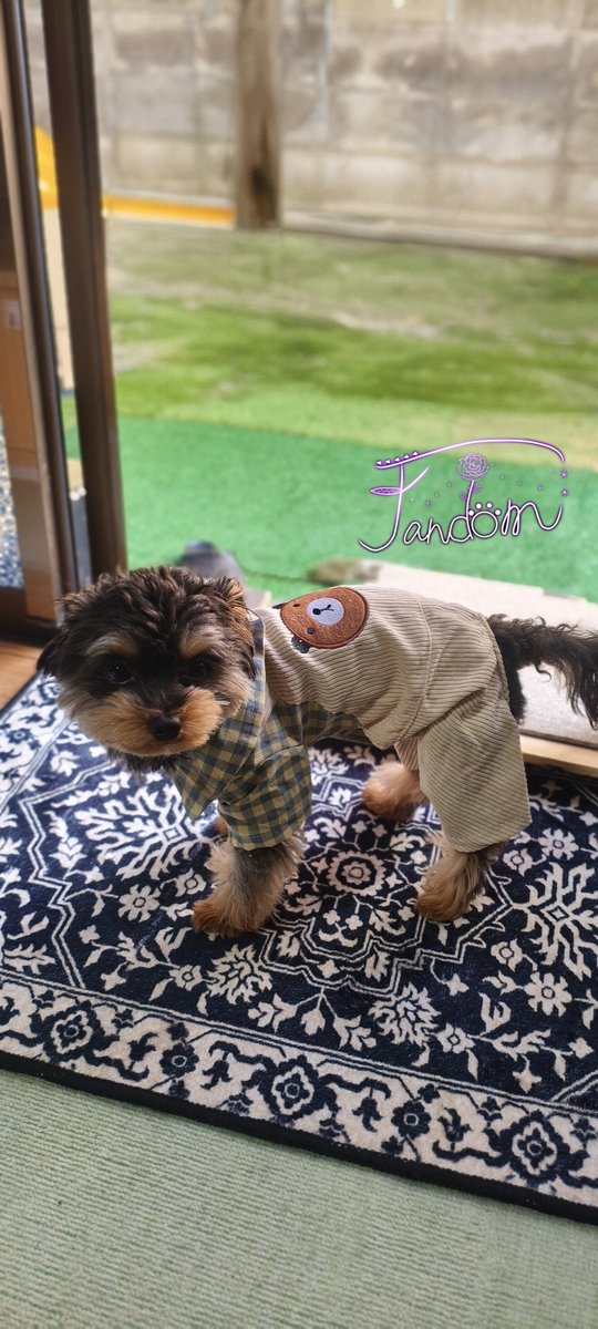 fandom444's tweet photo. お着替えしました☺
#愛犬#犬のいる暮らし#チワプー#犬すたぐらむ#子犬 https://t.co/8SDCfldAc1