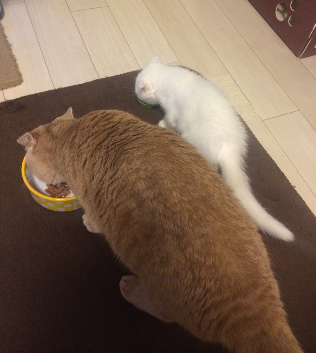 s_sekko's tweet photo. ←11年前
→現在 https://t.co/BcDZ0tZc60
