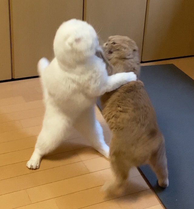 s_sekko's tweet photo. ←11年前
→現在 https://t.co/BcDZ0tZc60