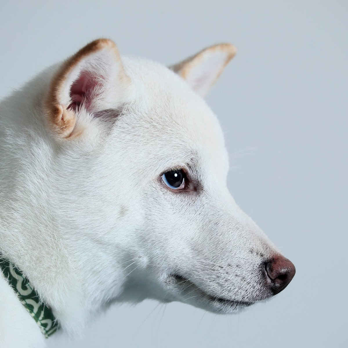 studiodogrun's tweet photo. https://t.co/mLVsvRZQp0