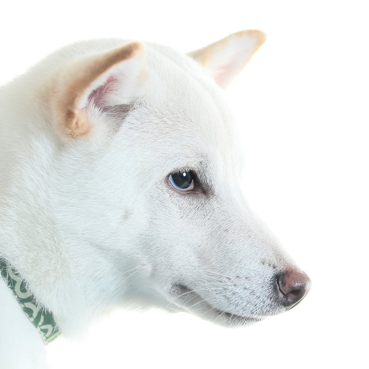 studiodogrun's tweet photo. https://t.co/qah1mq8WoM