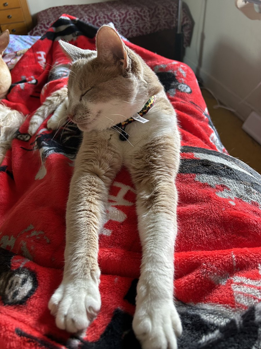 hippiechick7766's tweet photo. Freddie is a mama’s boy. 💕🐈 https://t.co/FxdbcGYtVB