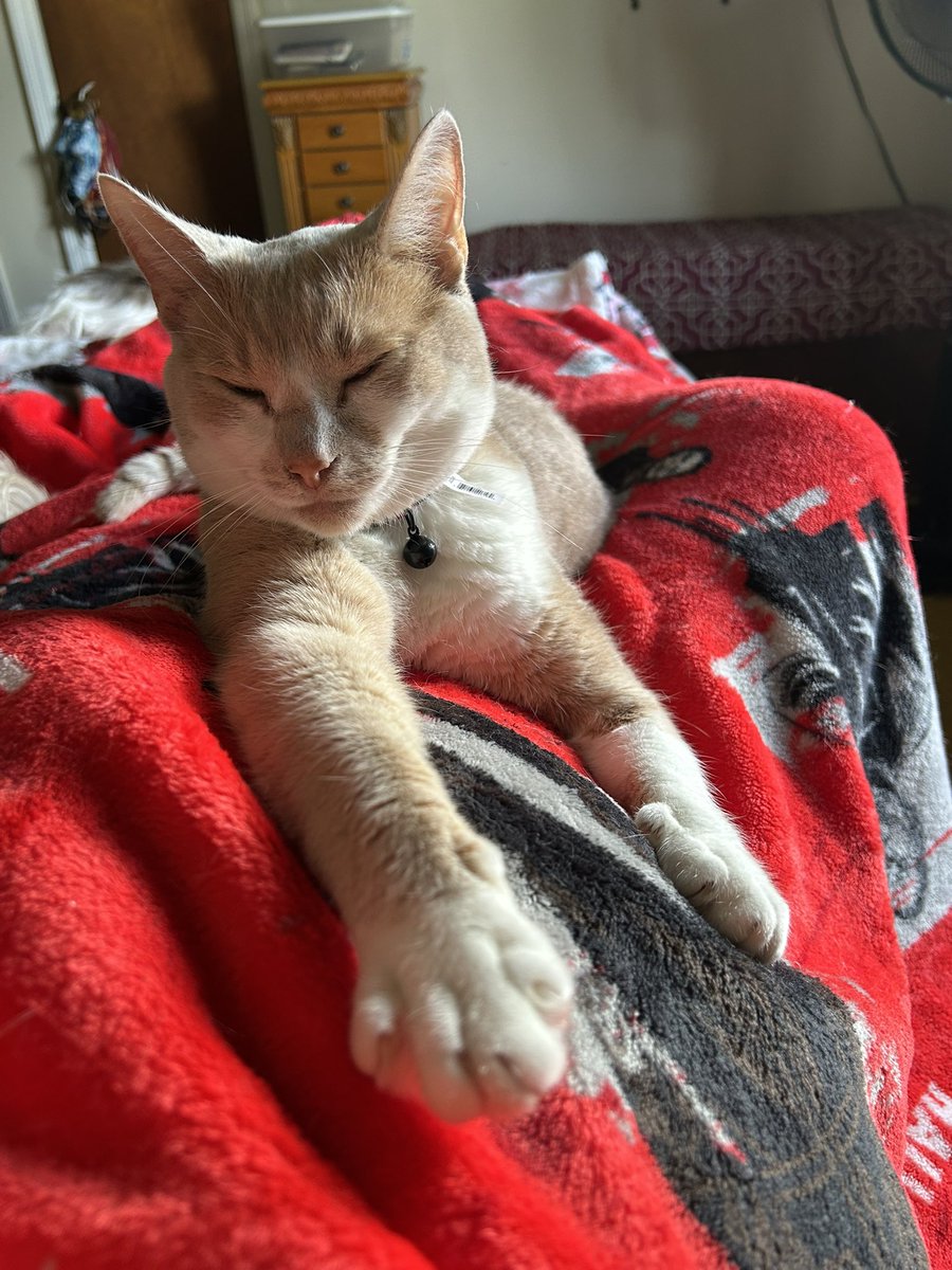 hippiechick7766's tweet photo. Freddie is a mama’s boy. 💕🐈 https://t.co/FxdbcGYtVB