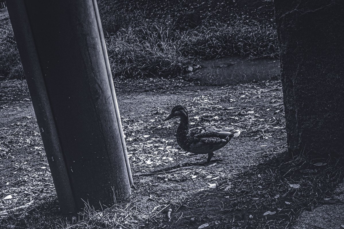 ykzero's tweet photo. 20261006 SAPPORO
#GRIII #GR3
#SnapShot
#monochrome https://t.co/qUhJ7yTcmV