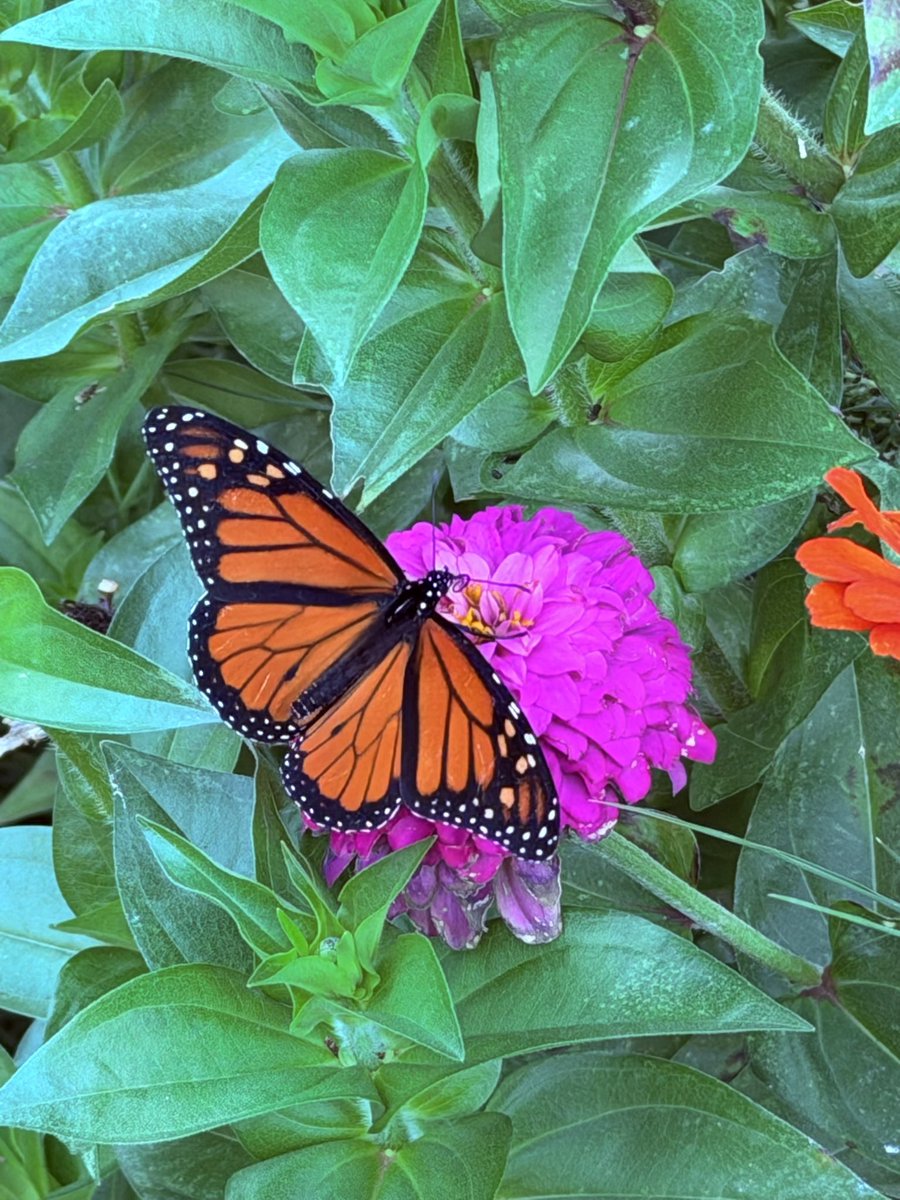 CaptMilos's tweet photo. Took some photographs of my parents’ garden, and a bunch of butterflies came. https://t.co/fQesLCGDRE