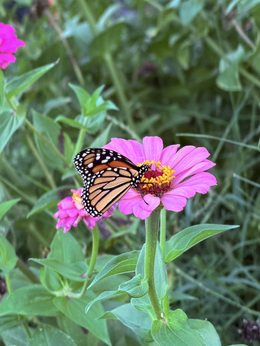 CaptMilos's tweet photo. Took some photographs of my parents’ garden, and a bunch of butterflies came. https://t.co/fQesLCGDRE