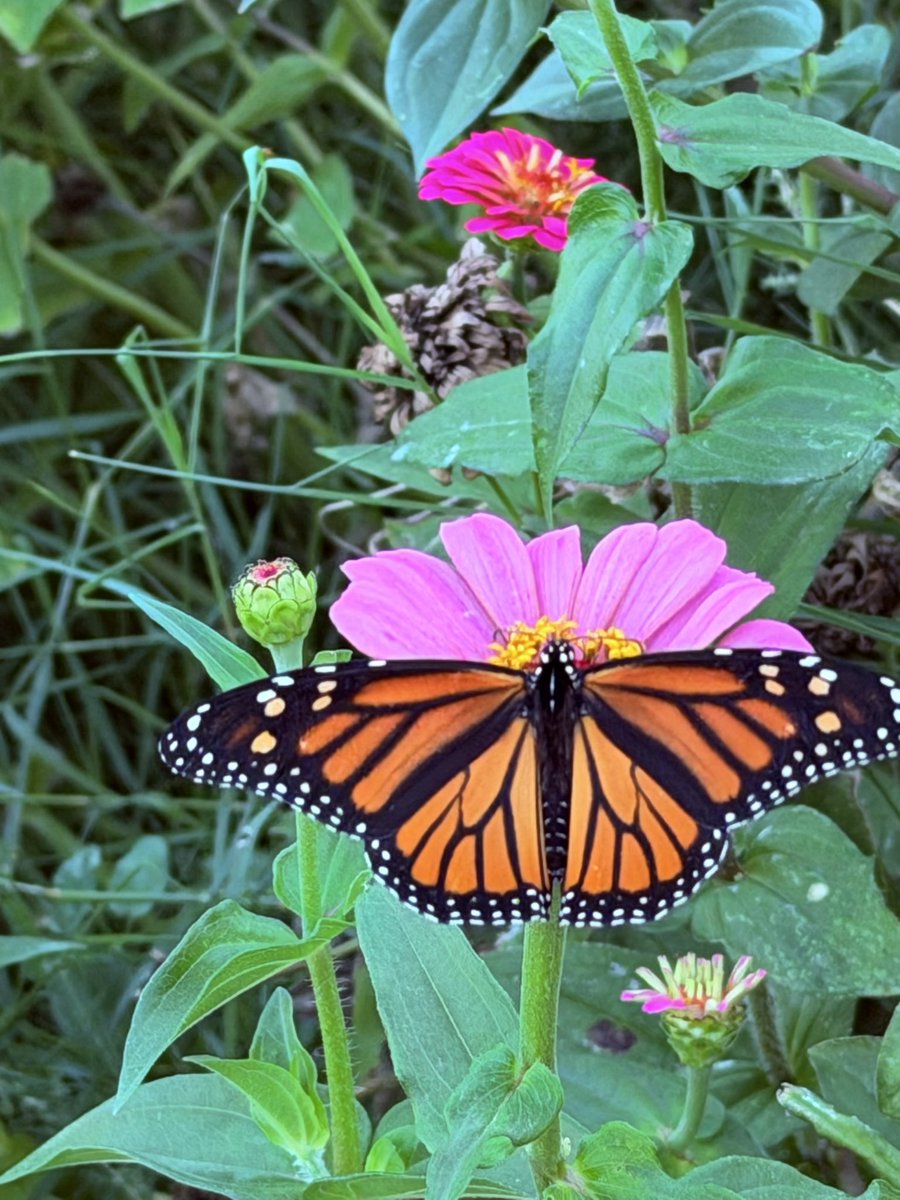 CaptMilos's tweet photo. Took some photographs of my parents’ garden, and a bunch of butterflies came. https://t.co/fQesLCGDRE