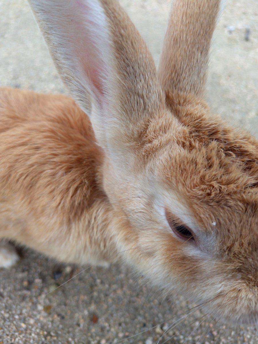 snowfocus's tweet photo. うさうさ🐰

#大久野島 https://t.co/efET96A6xY
