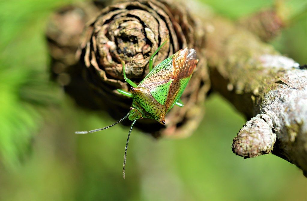 BioDataCentre's tweet photo. 🚨 Essential Maintenance🚨 

We will be carrying out essential maintenance to our systems throughout the day.

You may notice some disruption to your use of Ireland's Citizen Science Portal and Biodiversity Maps later today. 

We apologise for any inconvenience caused. https://t.co/CkJpOzEg9M