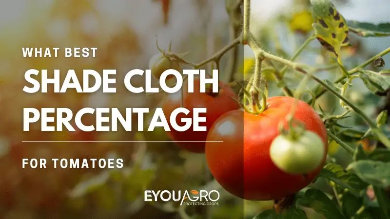 eyouagro's tweet photo. Ask for shade cloth at 35% or 40% — if they can't make it, they're a reseller, not a factory. One question saves your crop. 🍅

https://t.co/n6ACGZIna0 https://t.co/9dpWSutkK6
