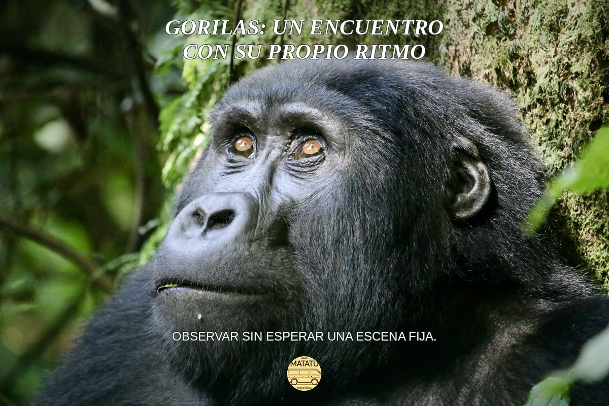 Viajesmatatu's tweet photo. Gorilas y chimpancés merecen explicaciones distintas: pueden cambiar el movimiento, el entorno y el ritmo del encuentro. Combinar ambos depende de los intereses, el tiempo y el presupuesto del viajero, no de completar una lista. #Primates #Uganda https://t.co/qGY560skCt