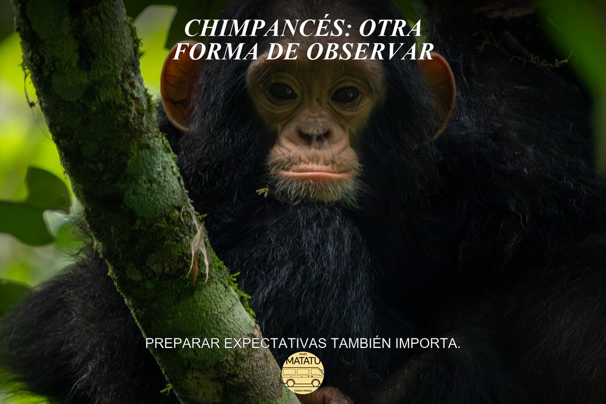 Viajesmatatu's tweet photo. Gorilas y chimpancés merecen explicaciones distintas: pueden cambiar el movimiento, el entorno y el ritmo del encuentro. Combinar ambos depende de los intereses, el tiempo y el presupuesto del viajero, no de completar una lista. #Primates #Uganda https://t.co/qGY560skCt