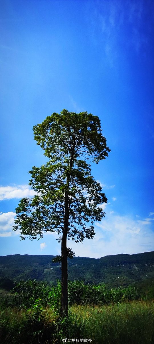 KylieGrifftyck's tweet photo. [Un árbol de ciprés crece alto en la colina, la brisa acaricia su fronda mientras el sol ilumina su tronco]， https://t.co/FXwTQPBV6x