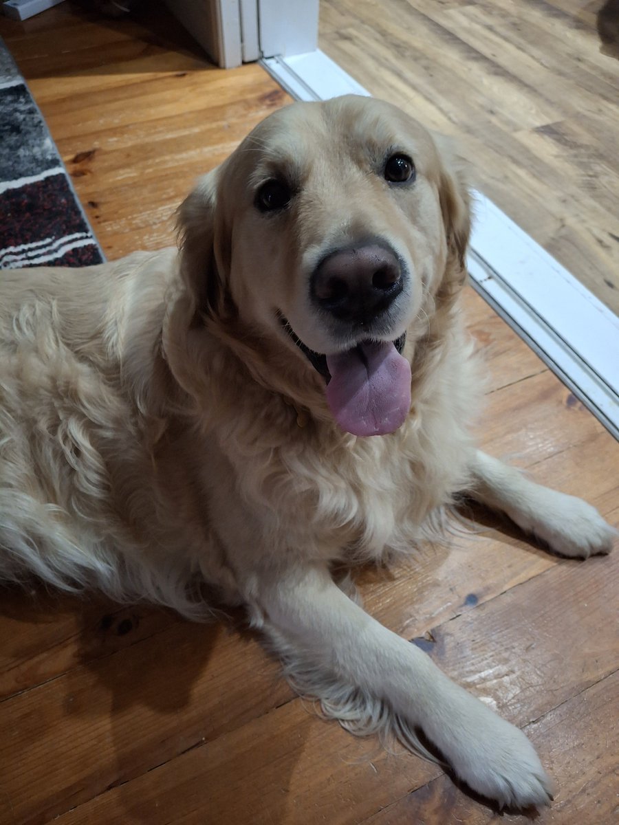 MissRichTeaa's tweet photo. Spent an extra day away so I could give cuddles and attention to Mod Bailey 💛 Home time now 😔 https://t.co/FeHgScLG1u
