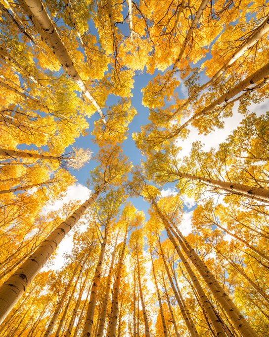 Rainmaker1973's tweet photo. Quaking aspens turn beautiful shades of yellow in the autumn.

[📸 Jim Grindley] https://t.co/UaGrERFBaL