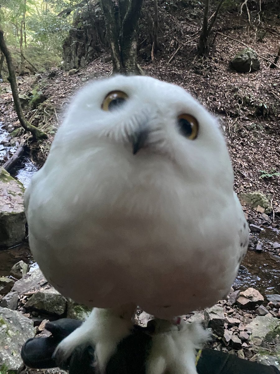 wattan0214's tweet photo. Evening walk 𓅓 

夕さんぽ 𓅓 

#snowyowl #シロフクロウ #fluffy #floof #birdlovers https://t.co/Zx8ETzIrQa