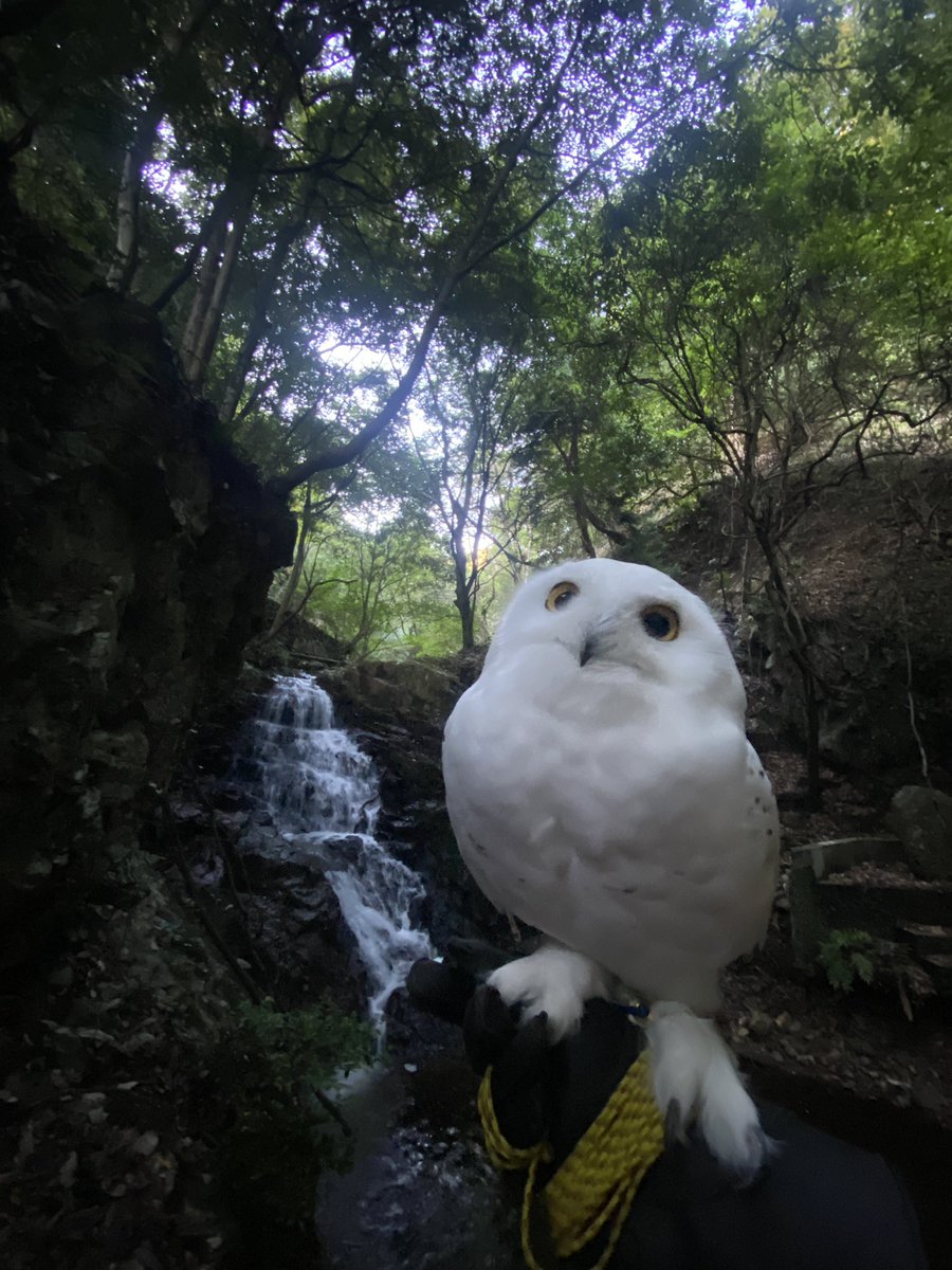 wattan0214's tweet photo. Evening walk 𓅓 

夕さんぽ 𓅓 

#snowyowl #シロフクロウ #fluffy #floof #birdlovers https://t.co/Zx8ETzIrQa