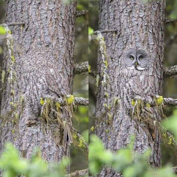 Rainmaker1973's tweet photo. These photos captured by nature photographer Alan Murphy show just how camouflage works. 

A Canadian great gray owl sits perched atop a tree branch, seemingly melting into the background of spruce and pine trees. https://t.co/1TiJWdj6Ge