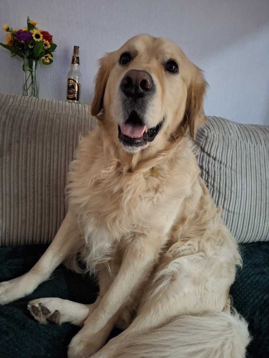 MissRichTeaa's tweet photo. Spent an extra day away so I could give cuddles and attention to Mod Bailey 💛 Home time now 😔 https://t.co/FeHgScLG1u