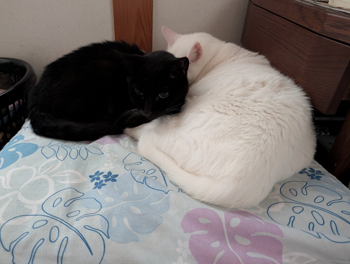 pikako1029's tweet photo. 今日の猫団子
青目白猫さんめっちゃ人気あるやん

#黒猫さん
#猫のいる幸せ
#猫のいる暮らし https://t.co/igBDXE9hiw