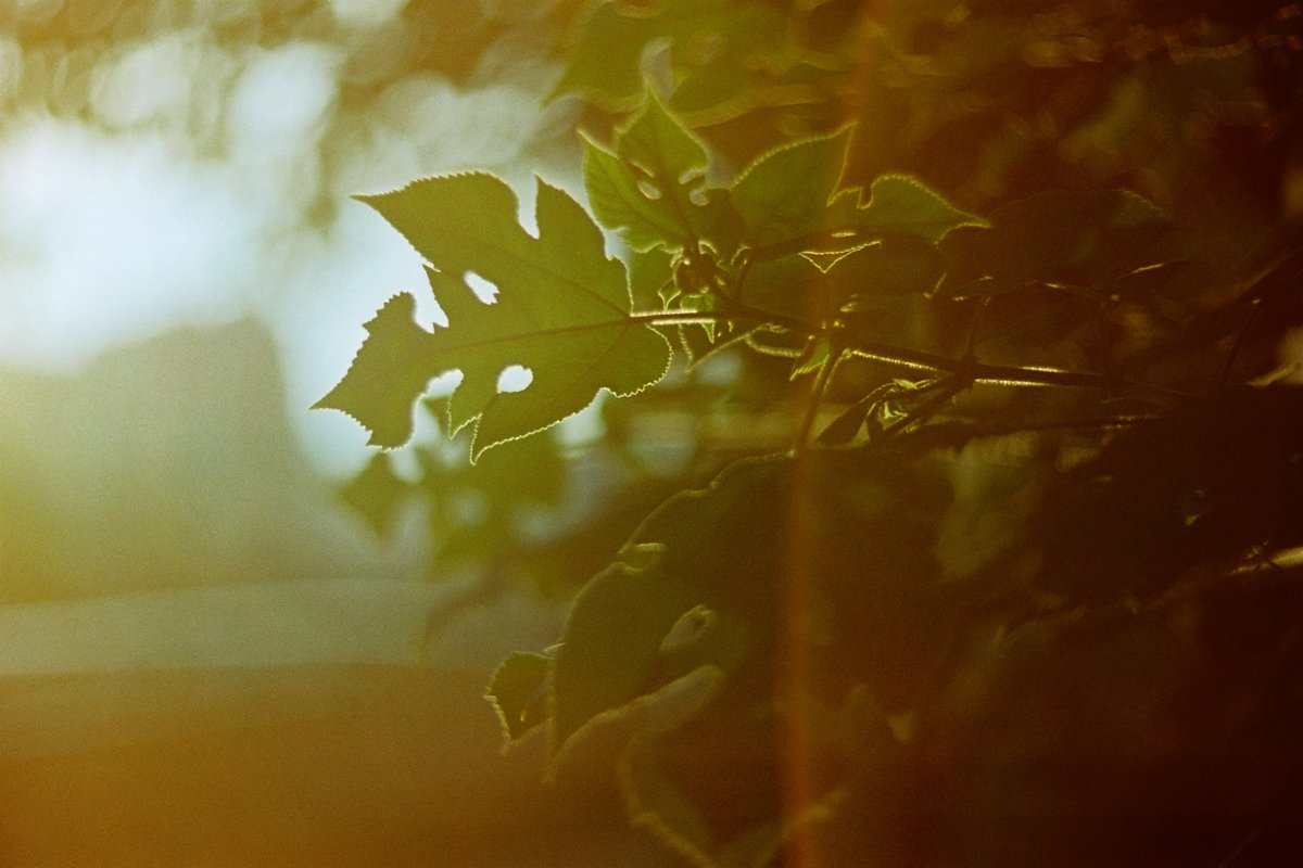 moorchegue's tweet photo. Rorschach Flare

OneSec Flux 800T -> Lab

 #filmphotography, #filmphoto, #colorfilm, #analog, #analogphotography, #retro, #film, #photography, #rorschach, #test, #blot, #shape, #sun, #beam, #tree, #leaf, #foliage, #nature, #lens, #flare, #macro https://t.co/l3ytHaFoDM