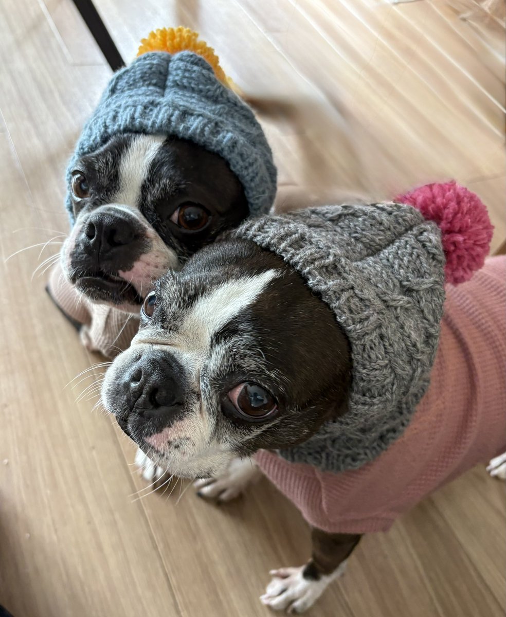 brahmandog's tweet photo. 冬用の帽子が届いた！

#今日のサチボン
#ボストンテリア
#犬との暮らし
#多頭飼い https://t.co/hQdkpErJ1Q