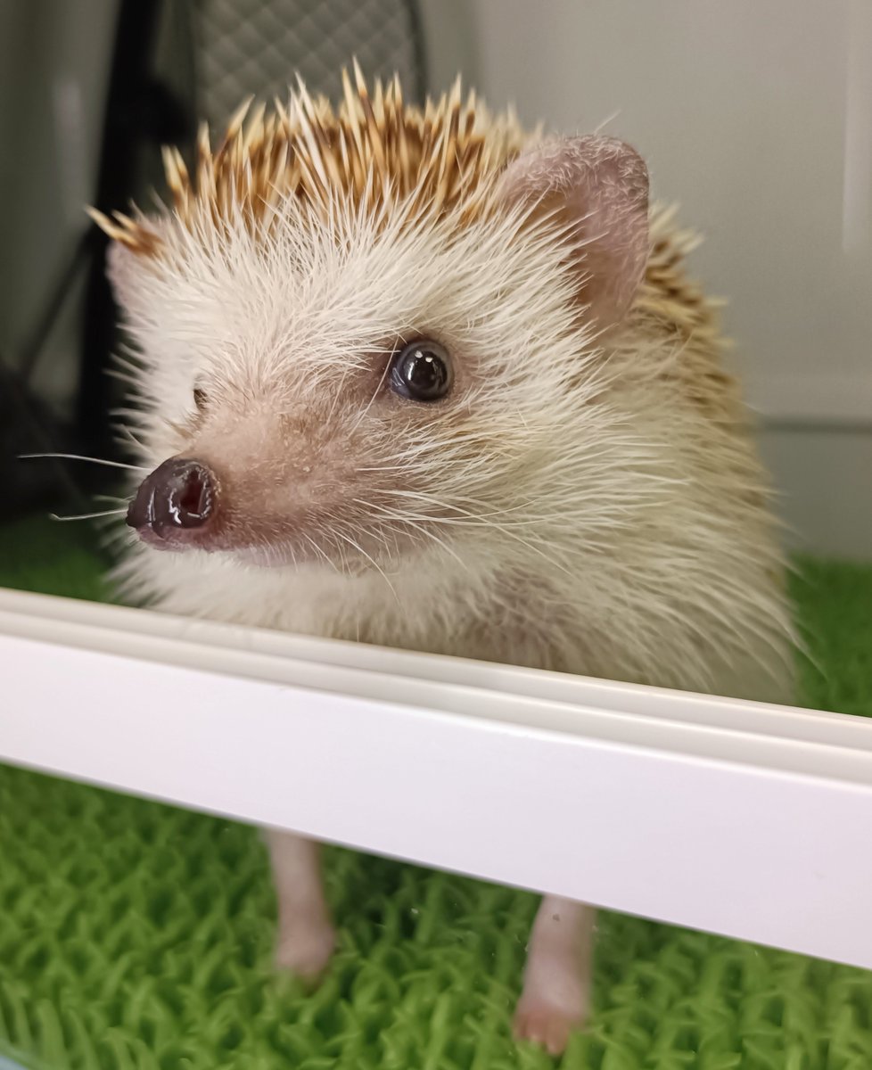 TAKEYAN_Photo's tweet photo. 🦔みてるよー https://t.co/54MbfUqbt1