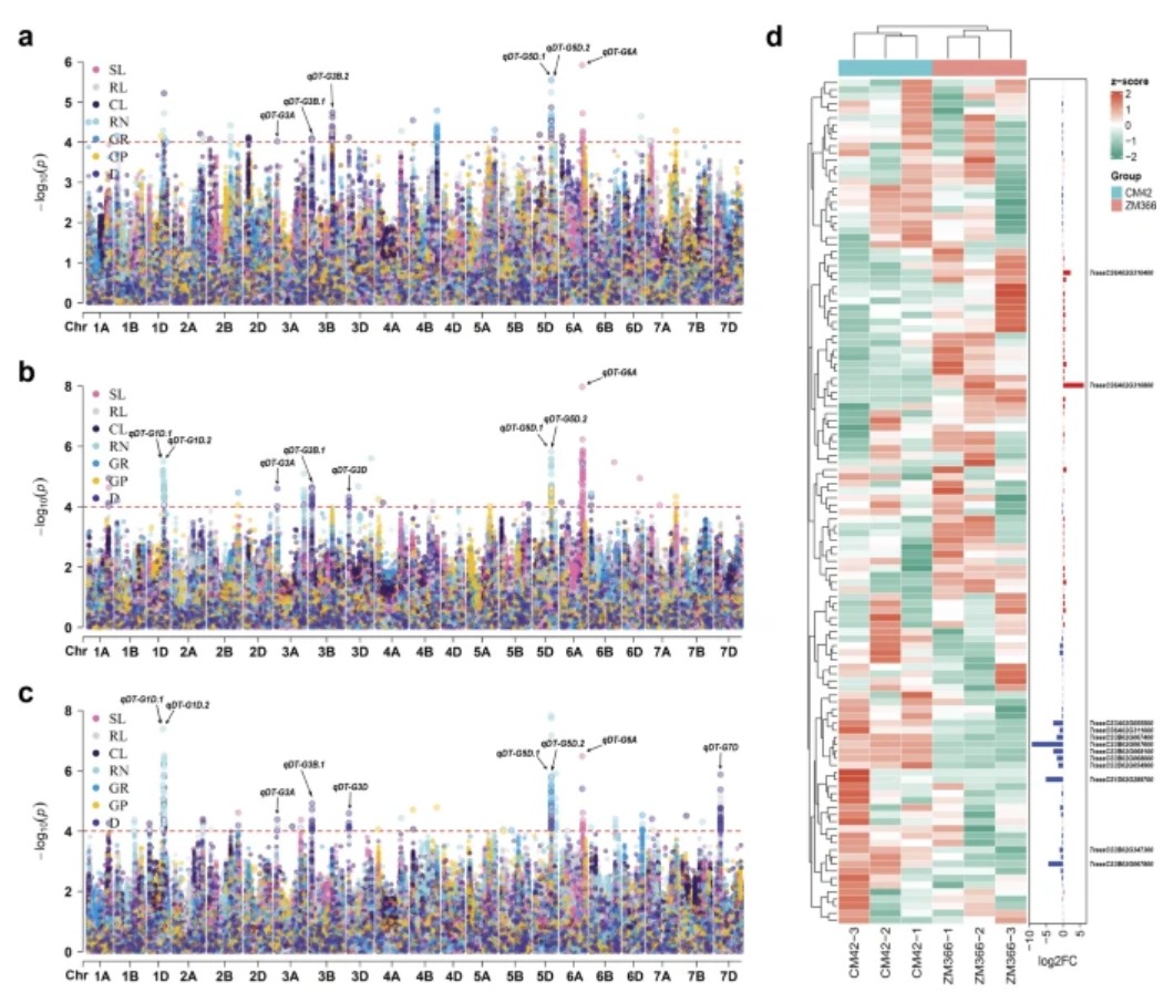 PlantCellRep's tweet photo. NEW ONLINE: Multi-environment genome-wide association study reveals genetic loci associated with drought tolerance during wheat germination https://t.co/TCYpHk8Xw5 https://t.co/lNlxawjOCx