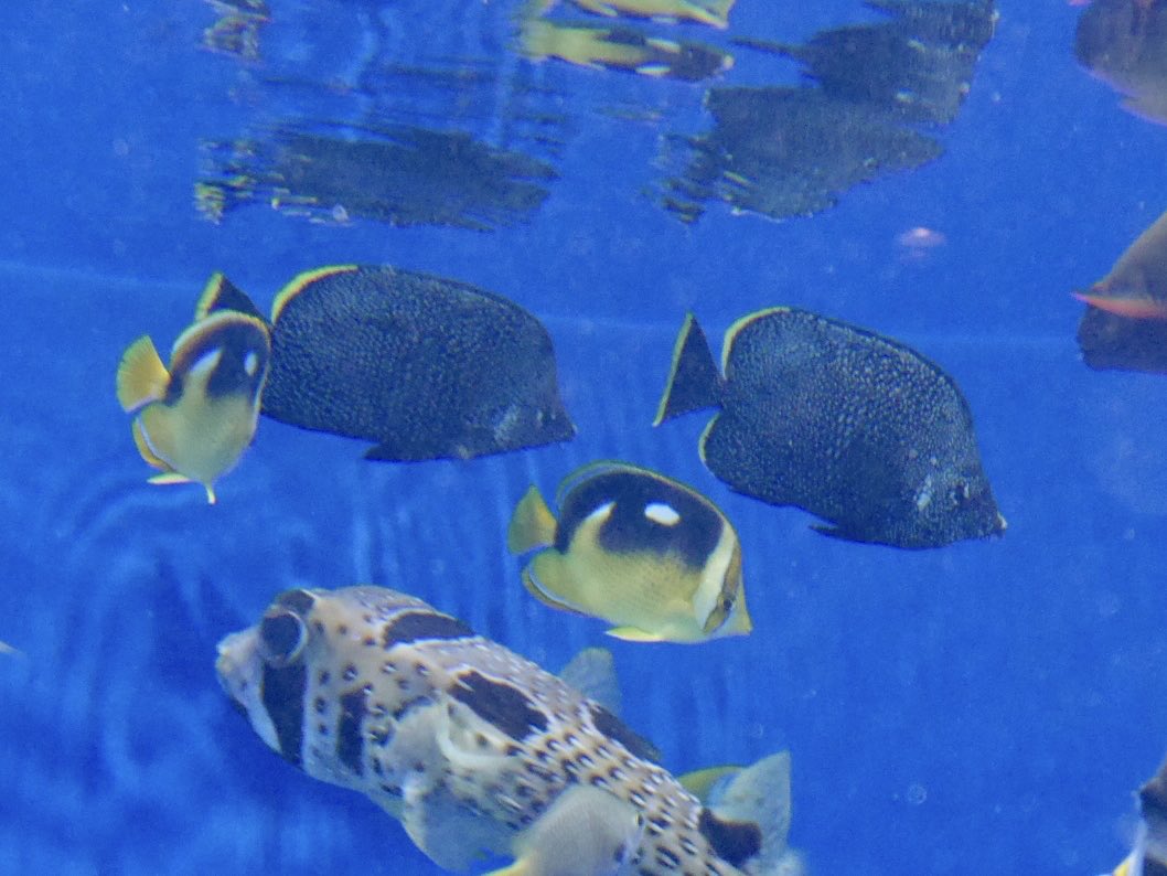 penpenhtf1's tweet photo. ほんとにユウゼン6匹いた、、
そしてシテンチョウもいた、、
なんて素晴らしい2ペア、、
ありがたやありがたや、、 https://t.co/bW0L2mrE4Z