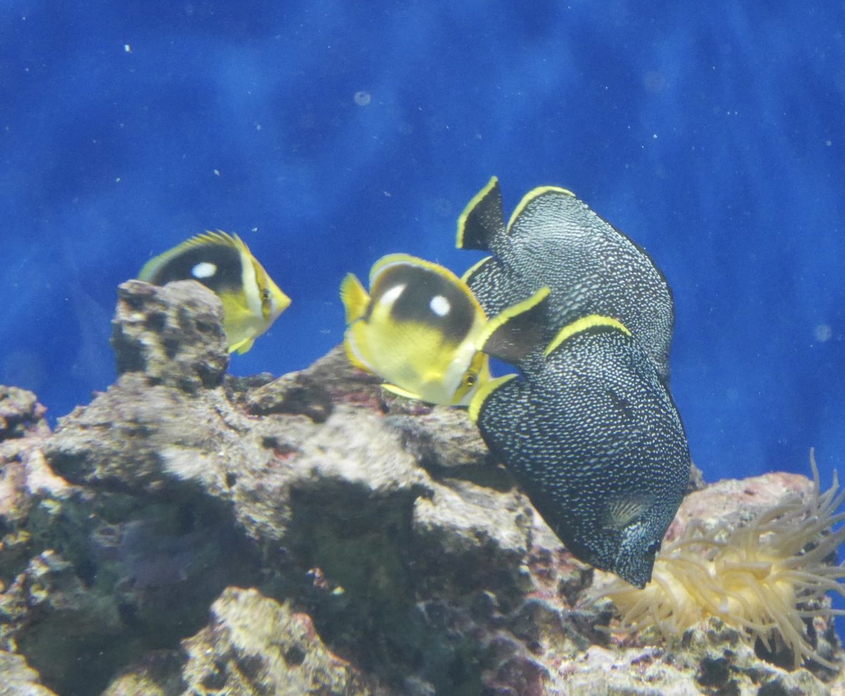 penpenhtf1's tweet photo. ほんとにユウゼン6匹いた、、
そしてシテンチョウもいた、、
なんて素晴らしい2ペア、、
ありがたやありがたや、、 https://t.co/bW0L2mrE4Z