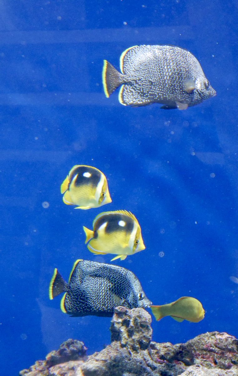 penpenhtf1's tweet photo. ほんとにユウゼン6匹いた、、
そしてシテンチョウもいた、、
なんて素晴らしい2ペア、、
ありがたやありがたや、、 https://t.co/bW0L2mrE4Z