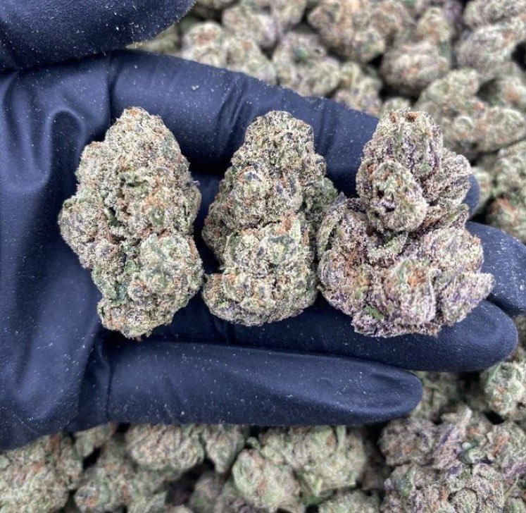 GreenDistrmqqt's tweet photo. Weed Oxford, Weed Cambridge, Weed York, Weed Bath, Weed Exeter, Weed Canterbury, Weed Durham, Weed Chester, Weed Lancaster, Weed Preston, Weed Blackpool, Weed Bolton, Weed Stockport, Weed Salford, Weed Warrington, Weed Wigan, https://t.co/0GBnATta4p