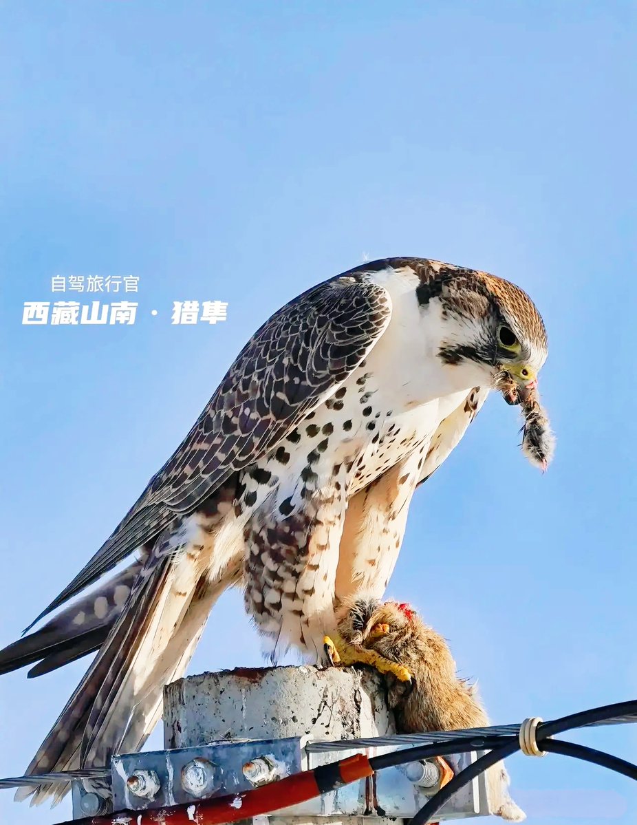 Levikingof's tweet photo. Watch the exotic falcon as it expertly hunts prey, its sharp eyes and agile moves truly remarkable! https://t.co/jJNvxyZMzQ