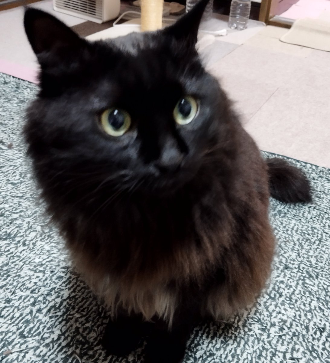 maochankuroneko's tweet photo. みんにゃありがとうれすね🐈‍⬛

ひとつひとつ
うれていますね

まおだって
やってやりますね🐈‍⬛

がんはりますね🐈‍⬛

あと20こ
れすね https://t.co/AlinTNA8cj
