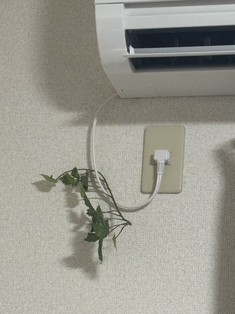 faaaaaarm1117's tweet photo. これを観葉植物と言い張る友達とたこ焼き作る https://t.co/NCQEe9ijQT