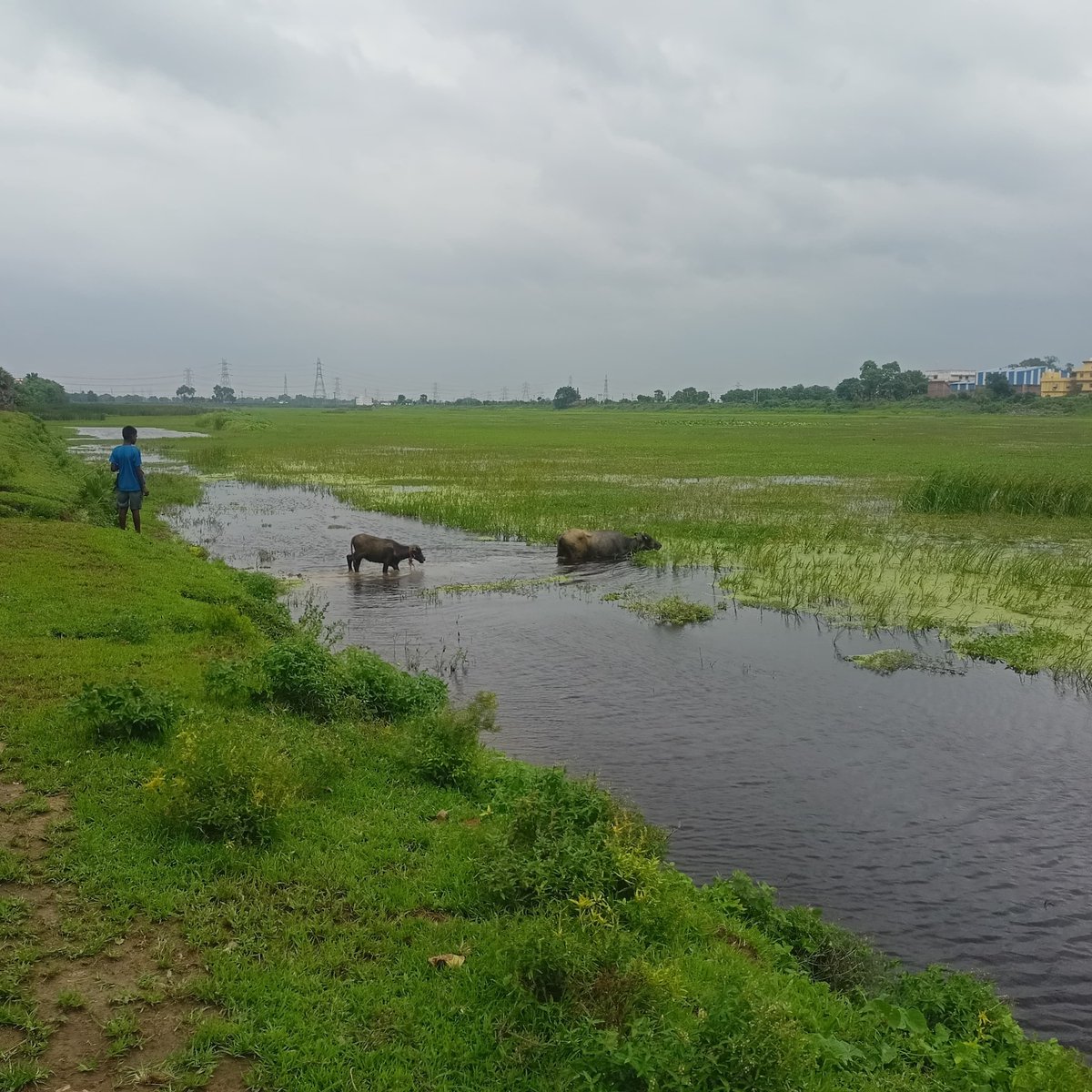 mnctindia's tweet photo. @samrat4bjp @kedarguptain @BiharCMQRT @DEFCCOfficial @TourismBiharGov @theabhayk @vikasvaibhavips गिद्धी एवं पुष्कर्णी झील, नालंदा को बचाएं

वर्तमान क्षेत्रफ़ल - 
गिद्धि झील (कमल सरोवर) - 30.95 हेक्टेयर
पुष्करणी झील - 18.43  हेक्टेयर
संकटग्रस्त एवं दुर्लभ वन्यजीव का आवास - 
Yellow Monitor - संकटग्रस्त
Steppe Eagle - संकटग्रस्त
Lesser Adjutant - निकट संकटग्रस्त 
@dmnalanda https://t.co/lZh1g216aw