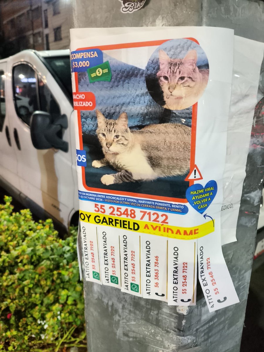PetlocMX's tweet photo. ❤️‍🩹🐱Amistoso GARFIELD se extravió en: Morena entre Xochicalco y Uxmal, Narvarte Poniente, Benito Juárez🏠❤️‍🩹 Casa no es lo mismo sin él.

PetLoc, cuando cada minuto cuenta, cuenta con nosotros. https://t.co/itXwu1ivF5