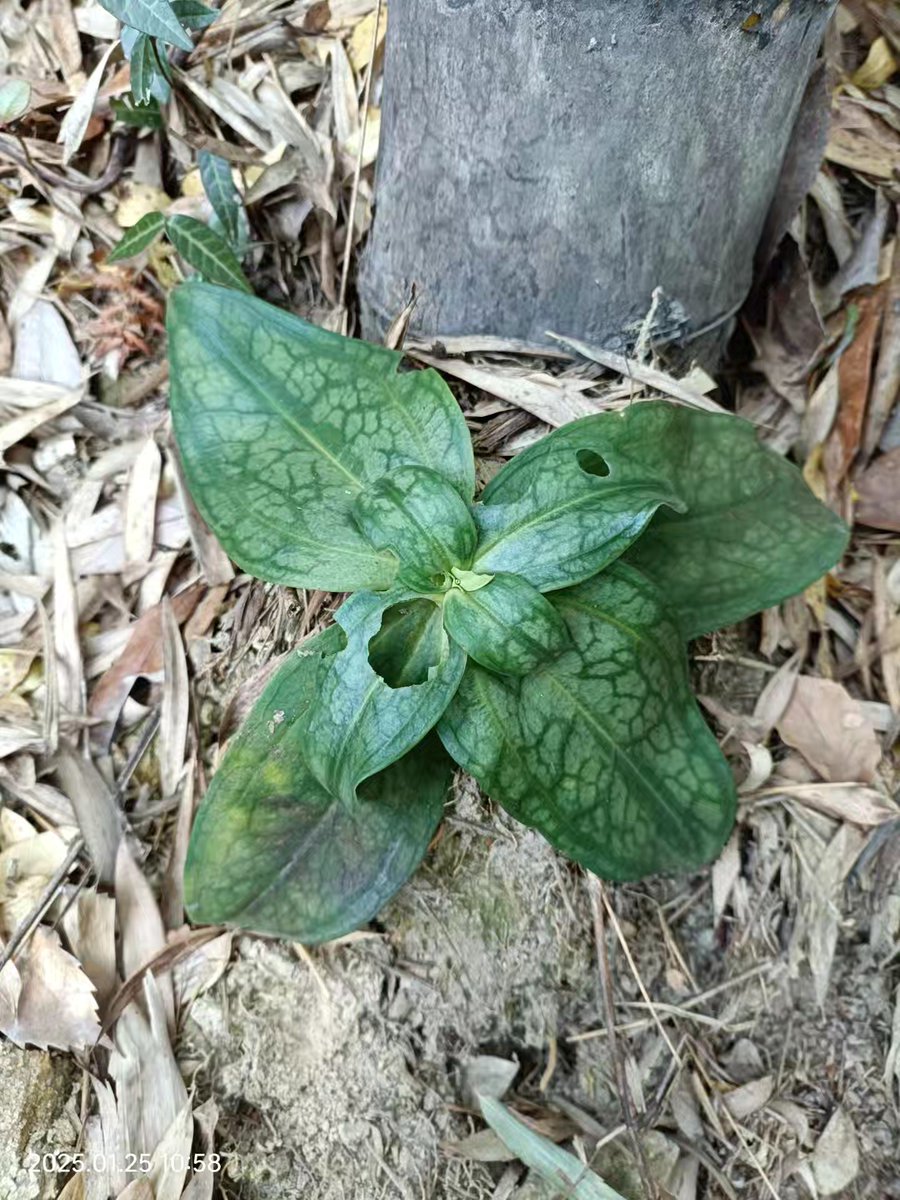 OutlawCodeylmj's tweet photo. "Found this '辟咸肺' plant (I think) growing wild—its unique leaves look so fresh! Anyone know more about it #WeirdPlants"， https://t.co/Rk3clWGpai